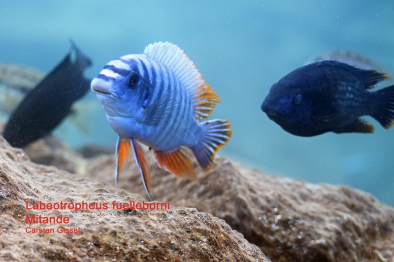 Labeotropheus fuelleborni 'Mitande Reef (Rocks)'